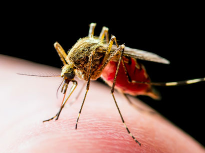 Kousnutí komárem a přenos nebezpečných virů